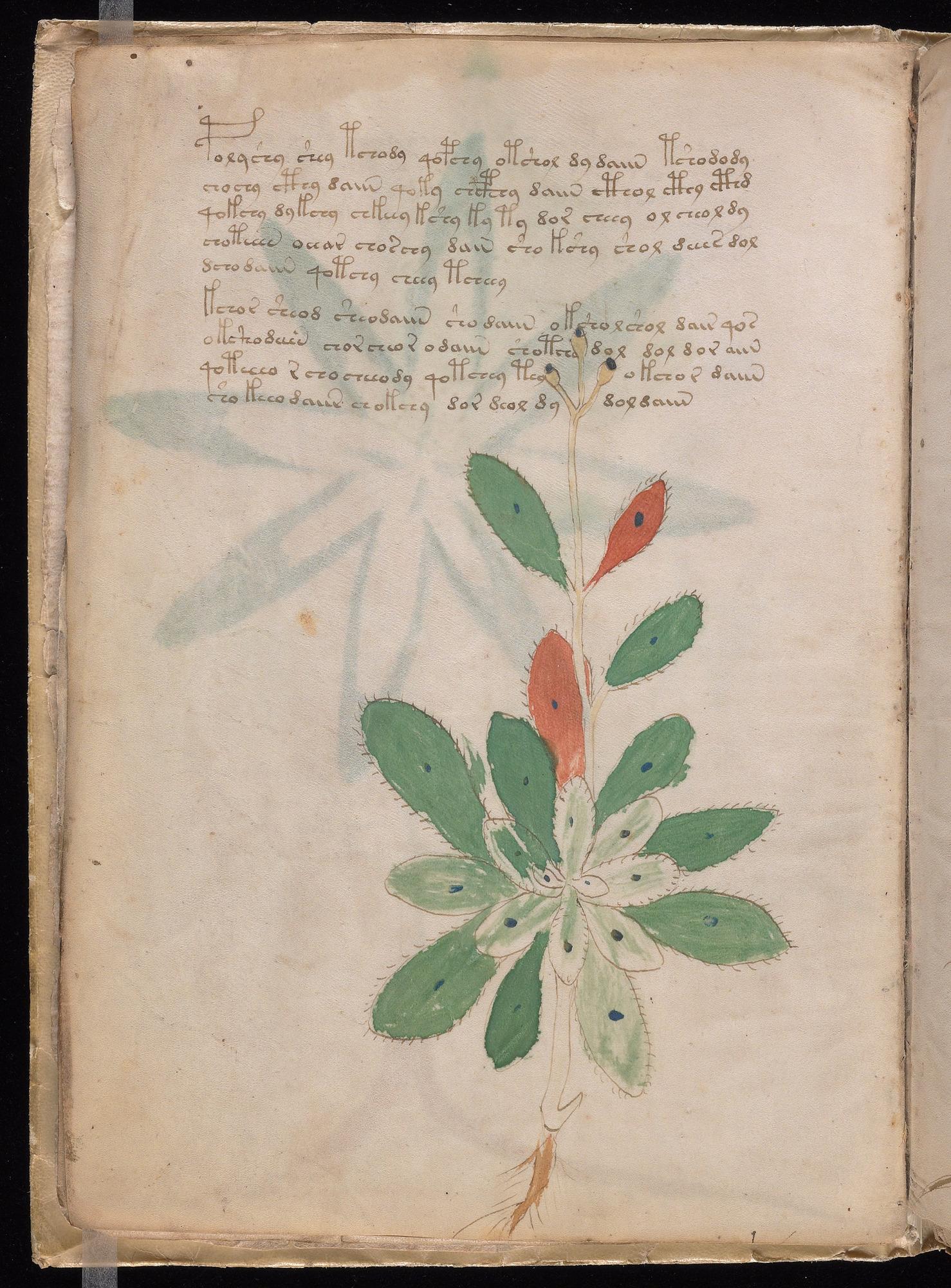 Herbal Page 14